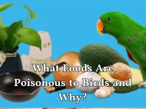 Foods That Are Toxic to Birds