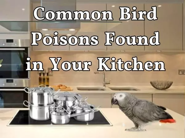 Foods That Are Toxic to Birds