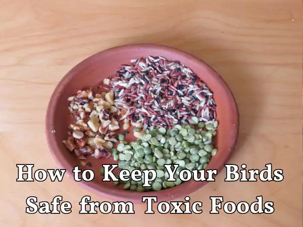 Foods That Are Toxic to Birds