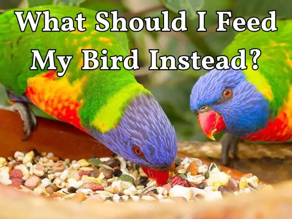 Foods That Are Toxic to Birds