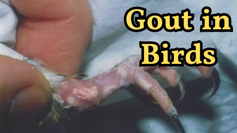 Gout in Birds