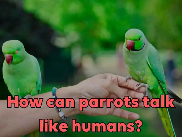 How can parrots talk like humans