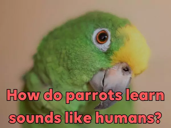How can parrots talk like humans