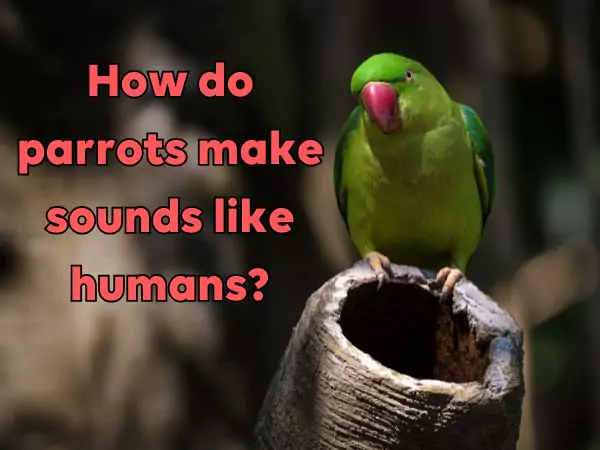 How can parrots talk like humans