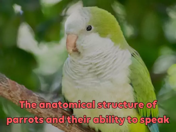 How can parrots talk like humans