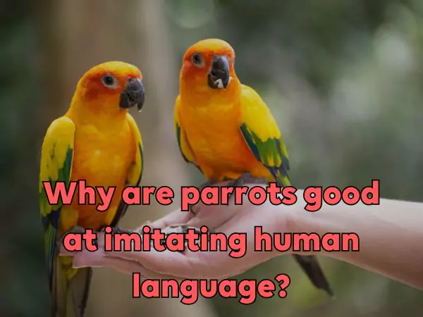 How can parrots talk like humans