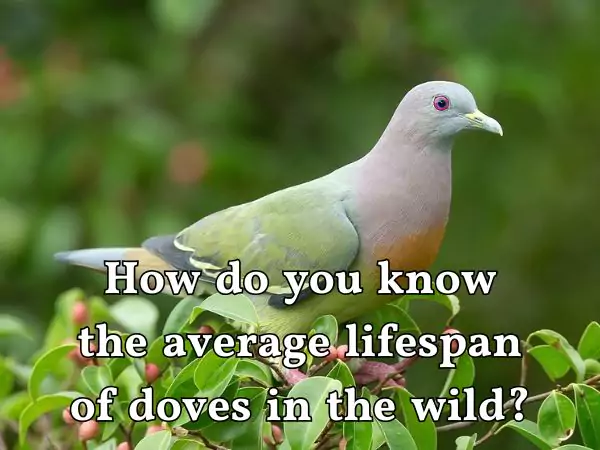 How long do doves live