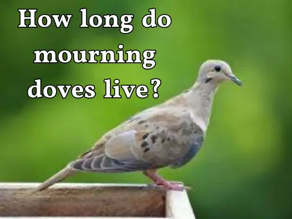 How long do doves live