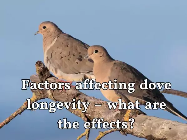 How long do doves live