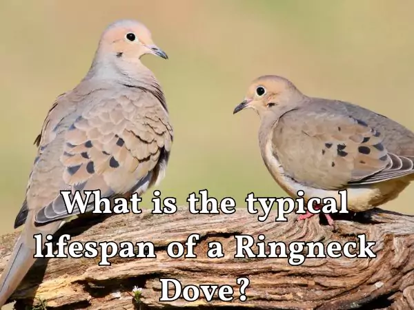 How long do doves live