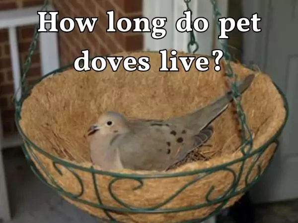 How long do doves live