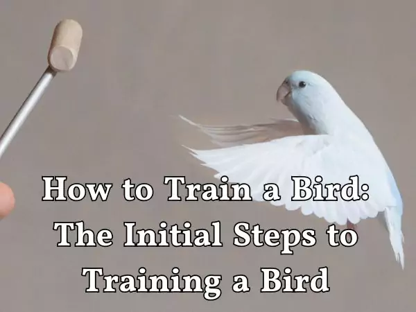 How to train a bird