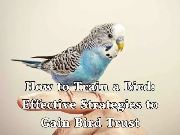 How to train a bird
