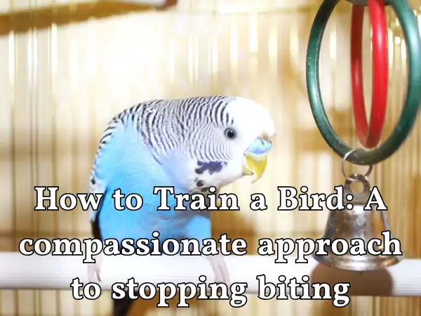 How to train a bird