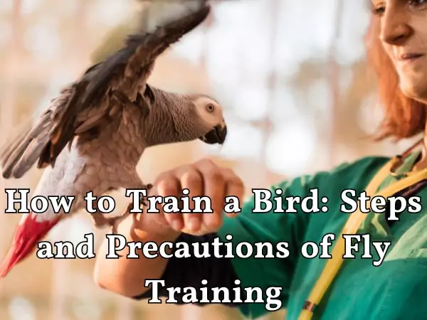 How to train a bird