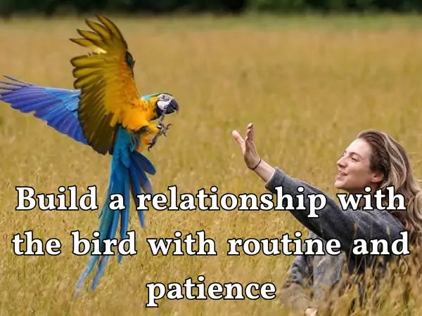 How to train a bird