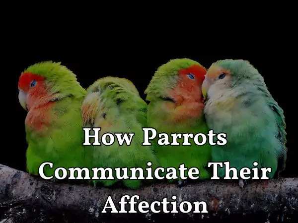 Do Parrots Love Their Owners