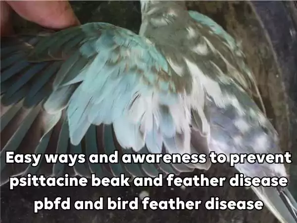 Psittacine beak and feather disease