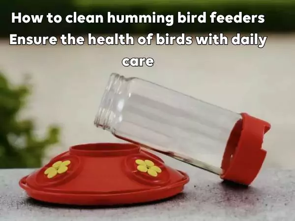 How to clean hummingbird feeder