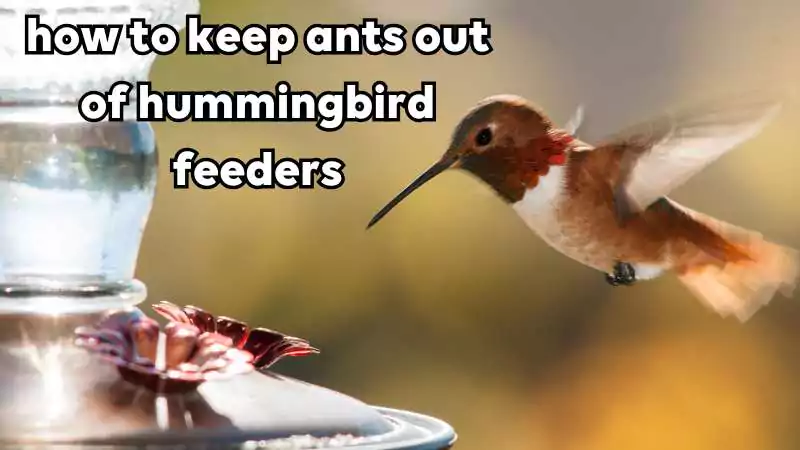 keep ants out of hummingbird feeders