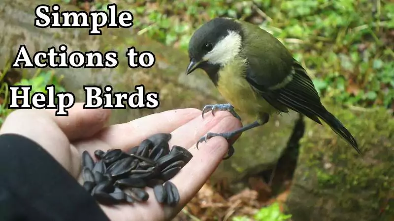 Simple Actions to Help Birds
