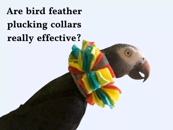 bird feather plucking collar