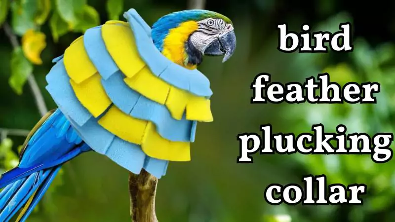 bird feather plucking collar