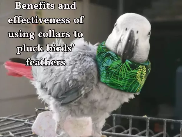 bird feather plucking collar