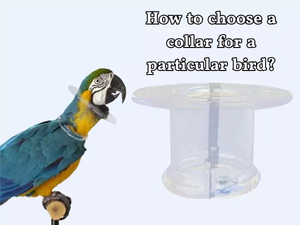 bird feather plucking collar