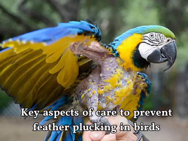 bird feather plucking collar