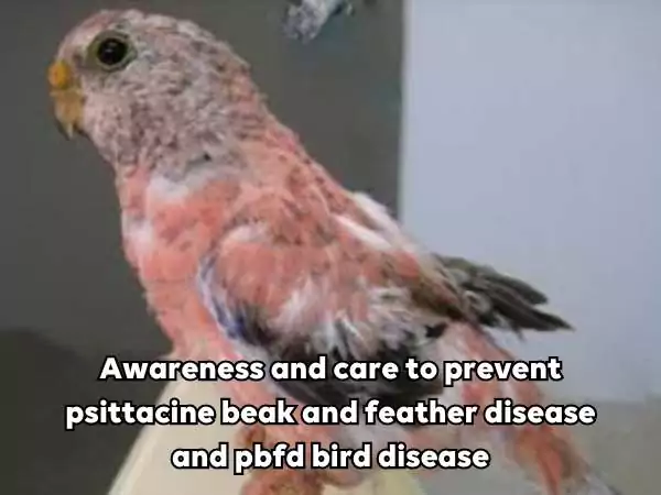 Psittacine beak and feather disease