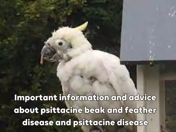 Psittacine beak and feather disease