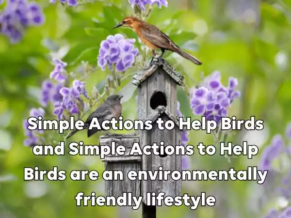 Simple Actions to Help Birds