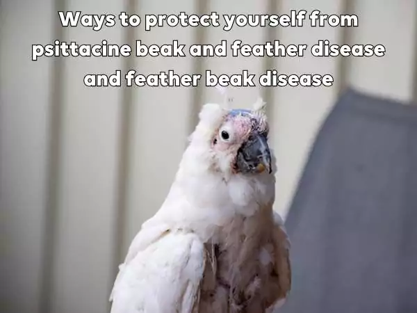 Psittacine beak and feather disease