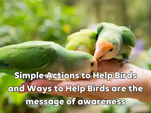 Simple Actions to Help Birds