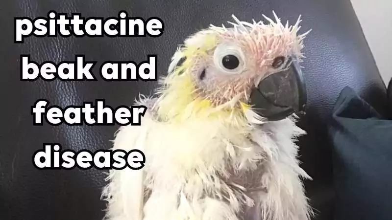 Psittacine beak and feather disease