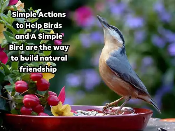Simple Actions to Help Birds