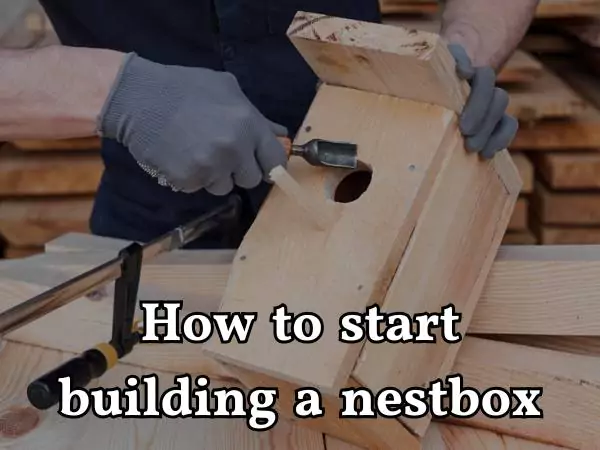 build a nestbox