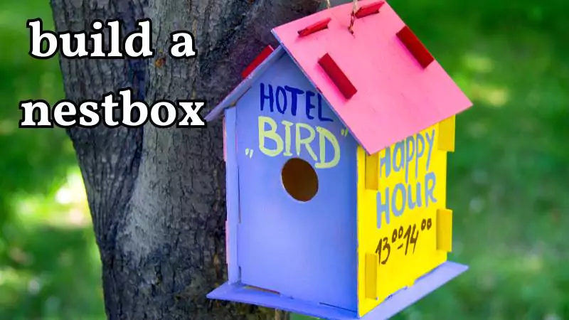 build a nestbox