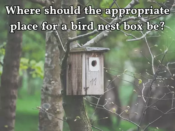 build a nestbox