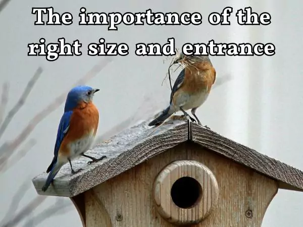 build a nestbox