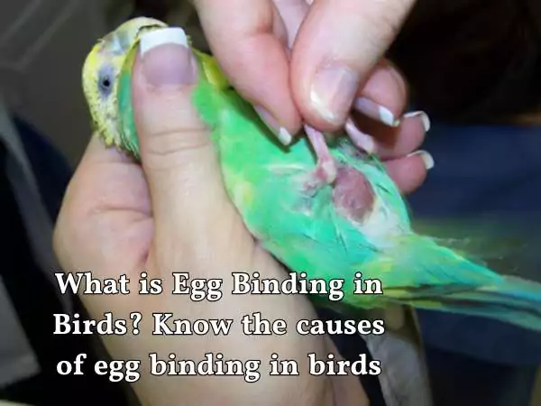 causes of egg binding in birds
