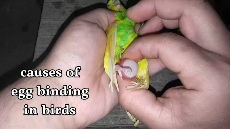 causes of egg binding in birds
