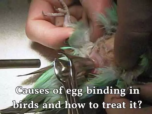 causes of egg binding in birds