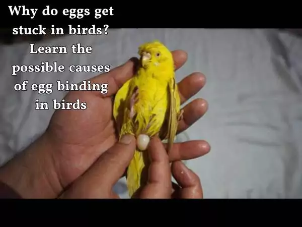 causes of egg binding in birds