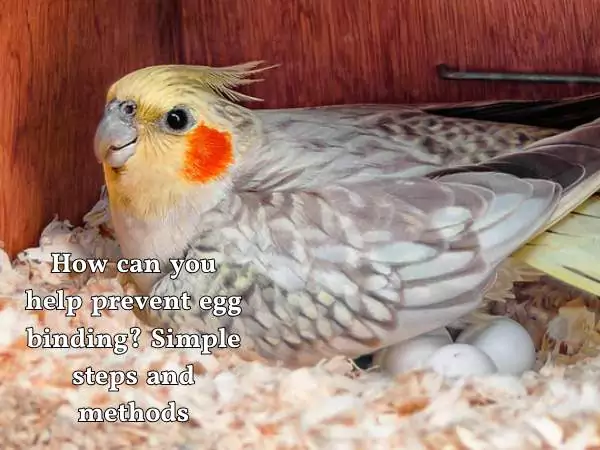 causes of egg binding in birds