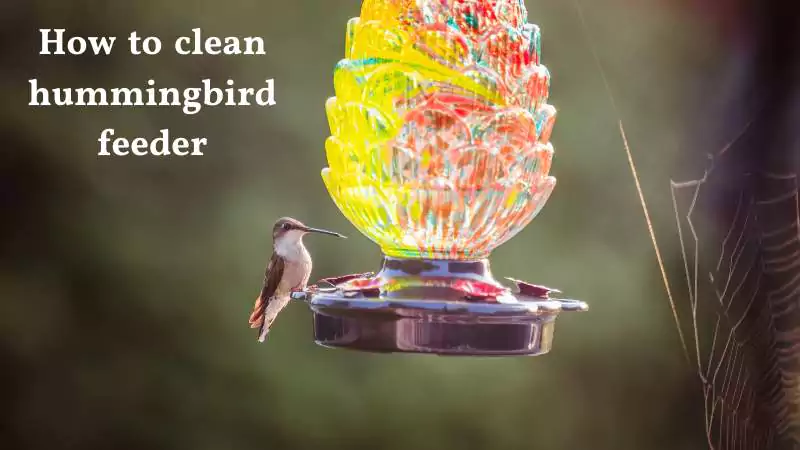 How to clean hummingbird feeder