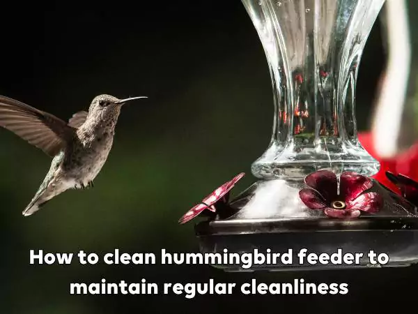 How to clean hummingbird feeder