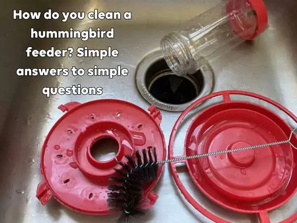 How to clean hummingbird feeder