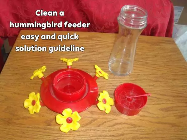 How to clean hummingbird feeder
